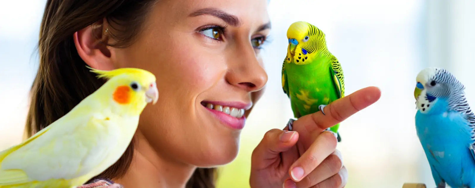 Aves como Pets no Brasil